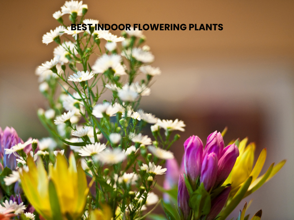 Best Indoor flowering plants