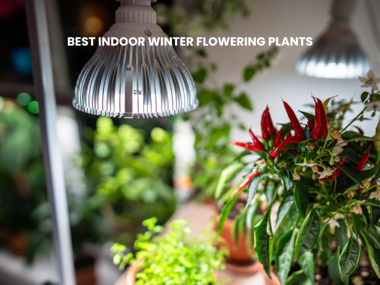 Best indoor winter flowering plants