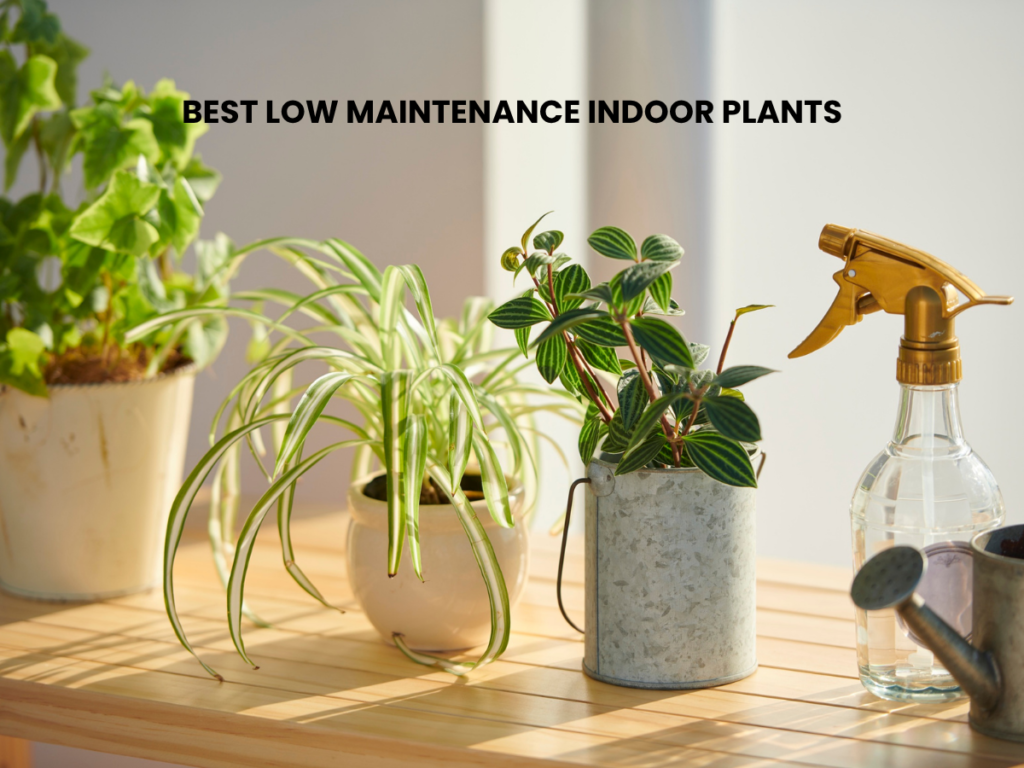 low maintenance indoor plants