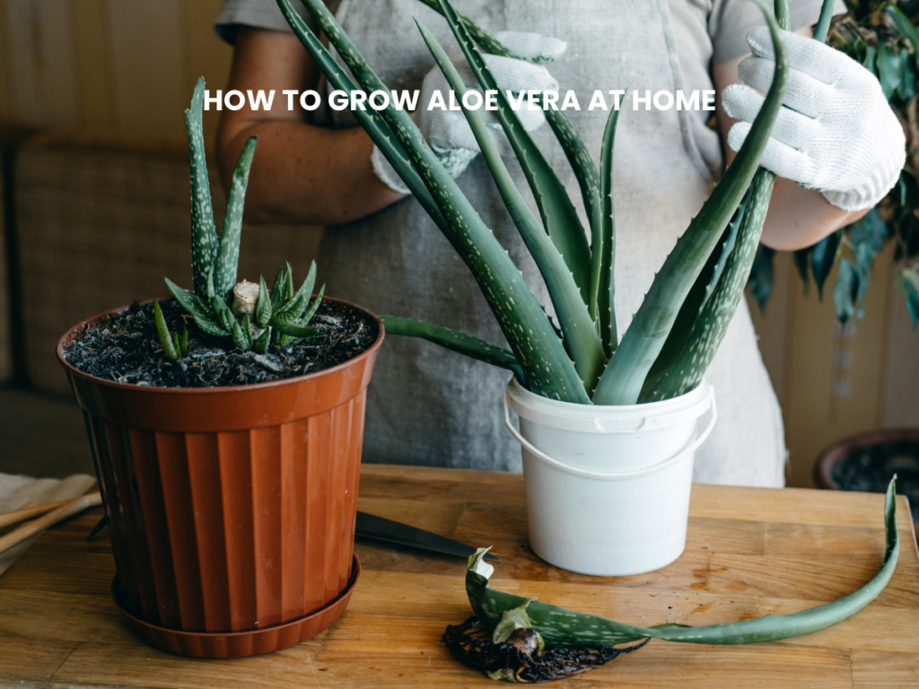 how to grow aloe vera at home