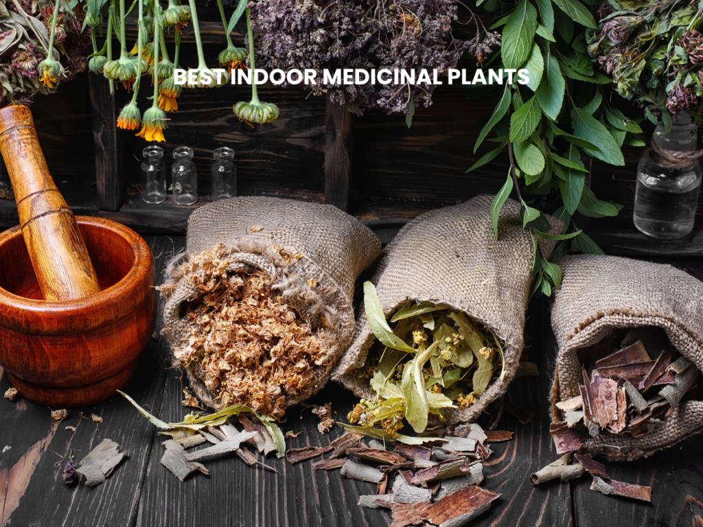 indoor medicinal plants
