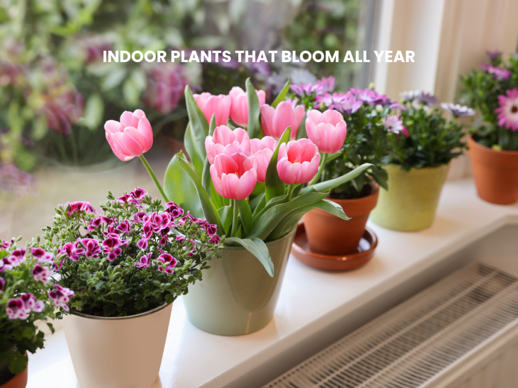 indoor plants that bloom all year