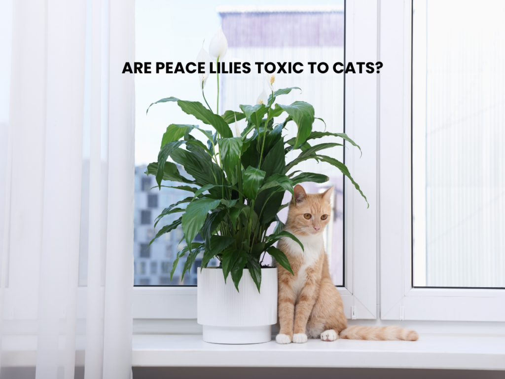 Are peace lilies toxic to cats?