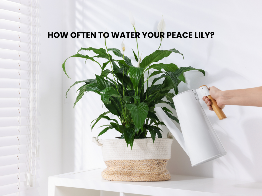How OFTEN TO WATER YOUR PEACE LILY?
