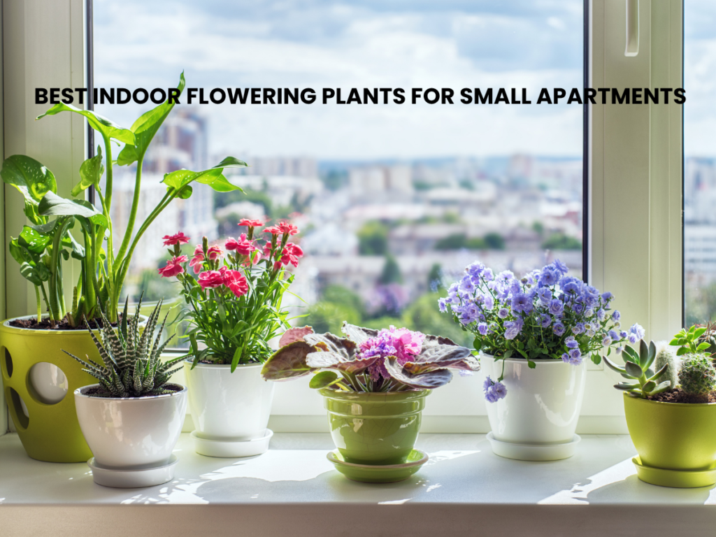 best indoor flowering plants for small apartments
