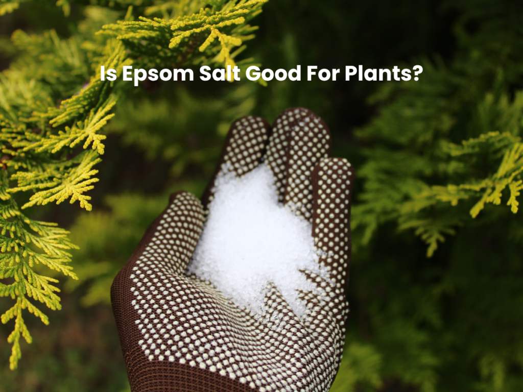 epsom salt for plants